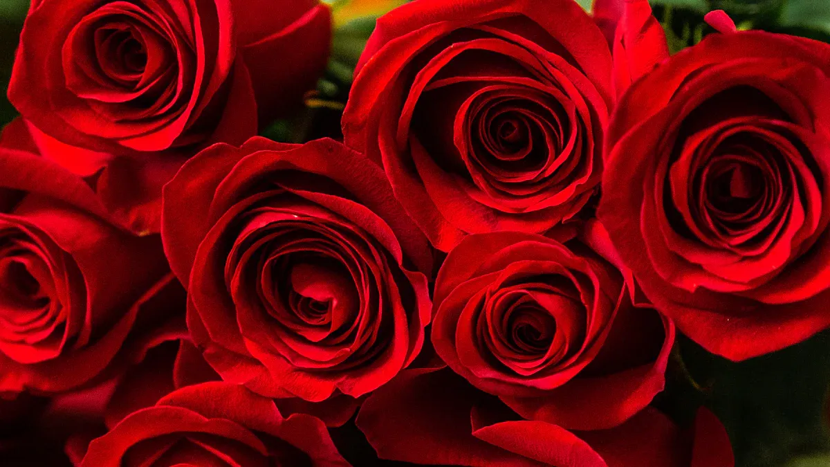 Exploring Popular Red Rose Varieties