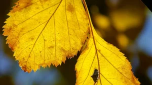 Why Are My Jacob’s Ladder Plant Leaves Turning Yellow?
