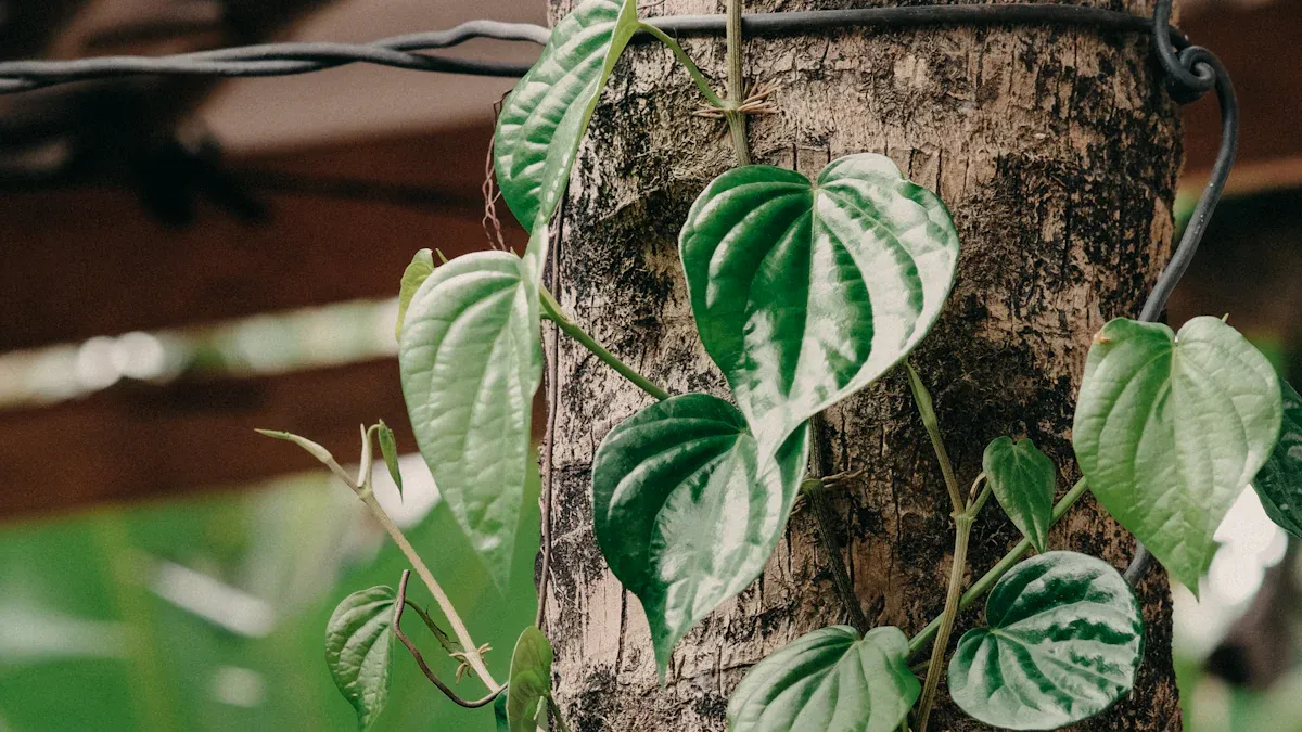 Roots and Stems of Betelvine