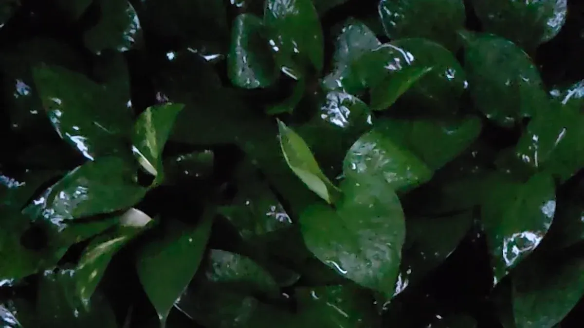 Choosing the Right Anubias Plant by Size