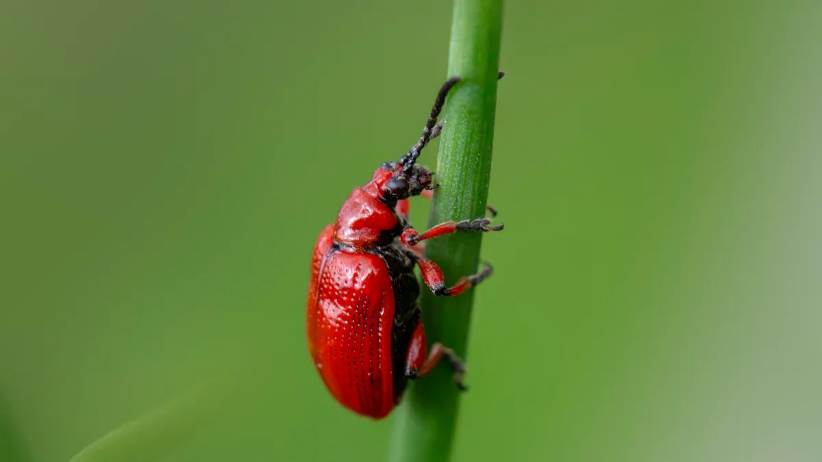 Pests of New England Aster