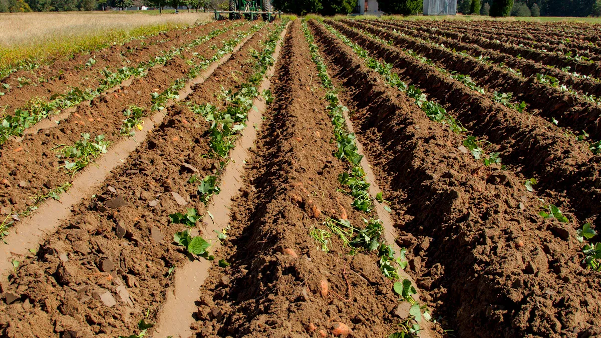 How Deep Should You Plant Sweet Potato Plants?