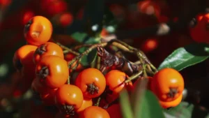 What Causes American Mountain Ash Tree Leaves to Curl?