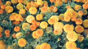 How to Keep Marigolds Blooming Longer