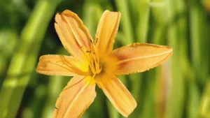 How to Divide Daylilies