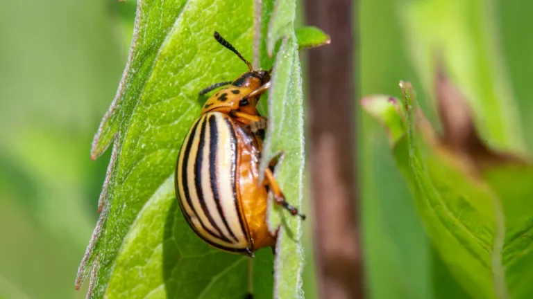 Common Potato Plant Pests: Identification and Treatment for Healthy Growth
