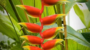 What Are the Different Types of Heliconia Plant?
