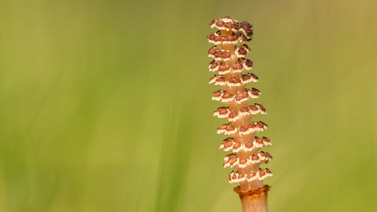 Causes of Falling Leaves