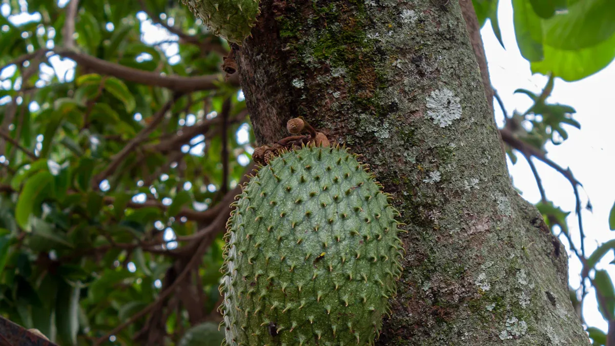 Soursop Plant Seeds: Guide to Storing, Sowing, and Germination for Healthy Growth