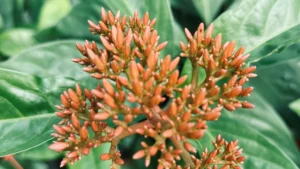 Different Types of Ixora Plants: Choosing the Best Variety for Your Garden