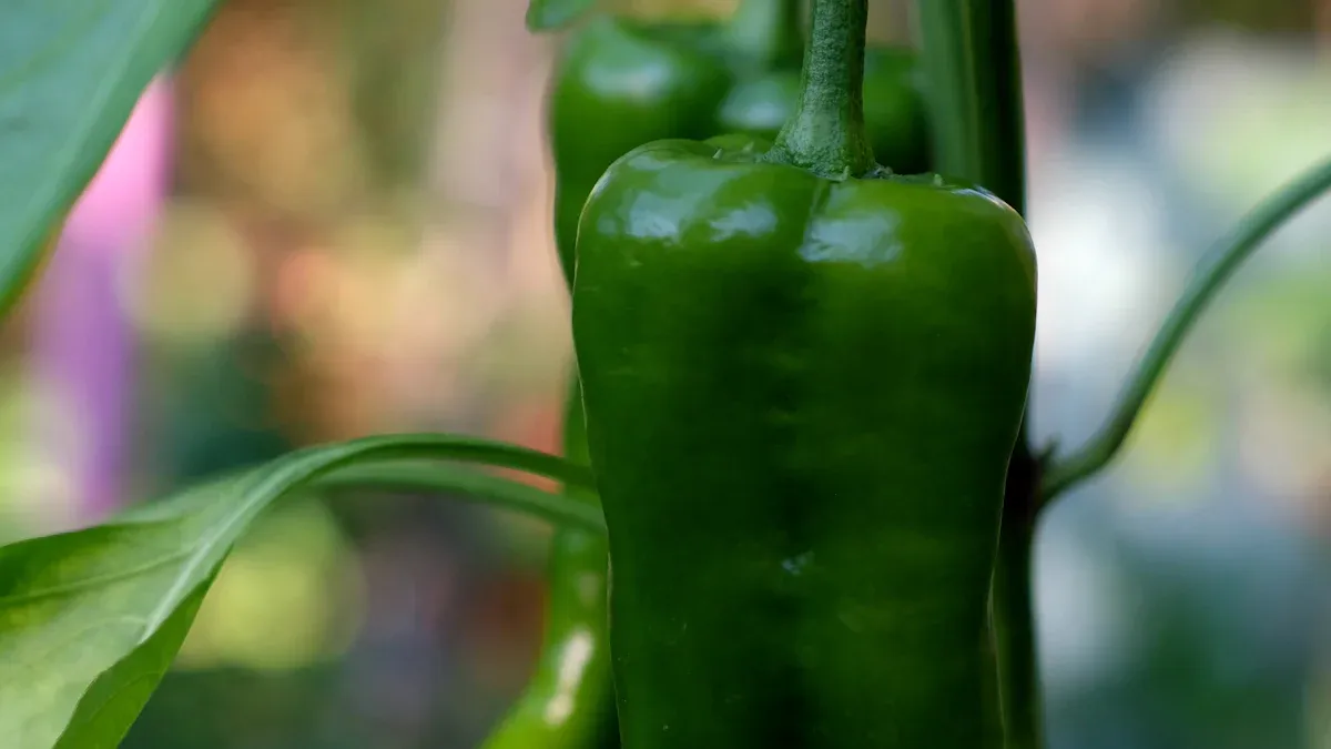 Thai Pepper Plant Roots and Stems: Essential Care Tips for Thriving Plants