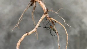 Periwinkle Plant Roots and Stems: An In-Depth Look at Its Anatomy and Function