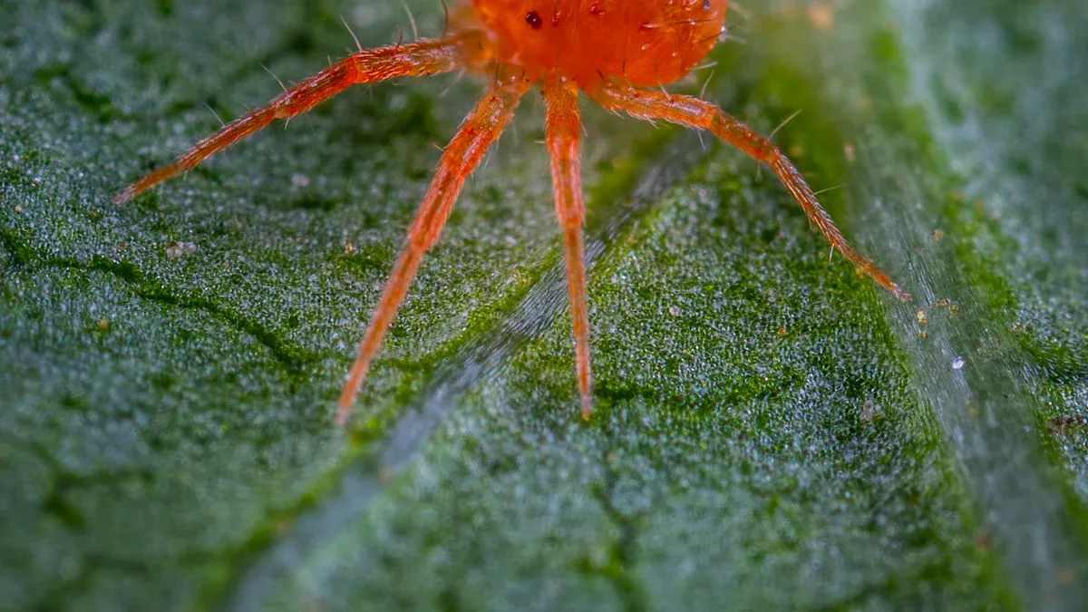 Identify Spider Mites