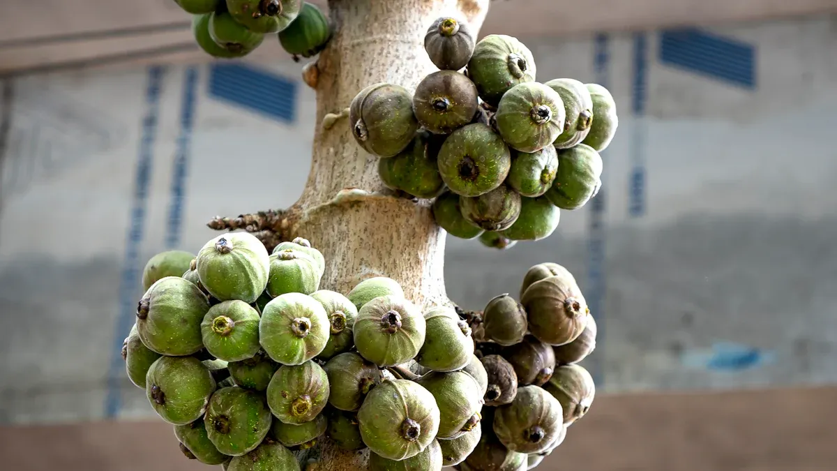 Understanding Types of Fig Trees