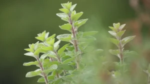 How to Propagate Greek Oregano Plant: The Right Way to Grow Fresh Herbs