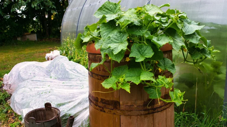 Layering Soil for Optimal Growth in Barrel Gardens