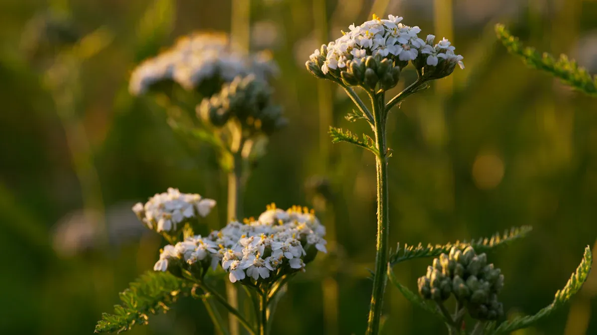 Sunlight Needs for Yarrow