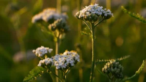 Why Is My Yarrow Plant Drooping?