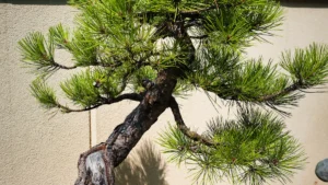 Common Japanese Black Pine Tree Diseases: How to Identify and Treat Them Effectively