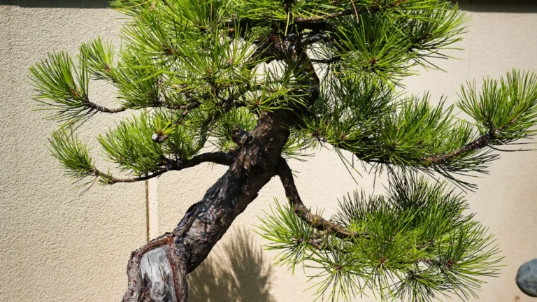 Common Japanese Black Pine Tree Diseases: How to Identify and Treat Them Effectively