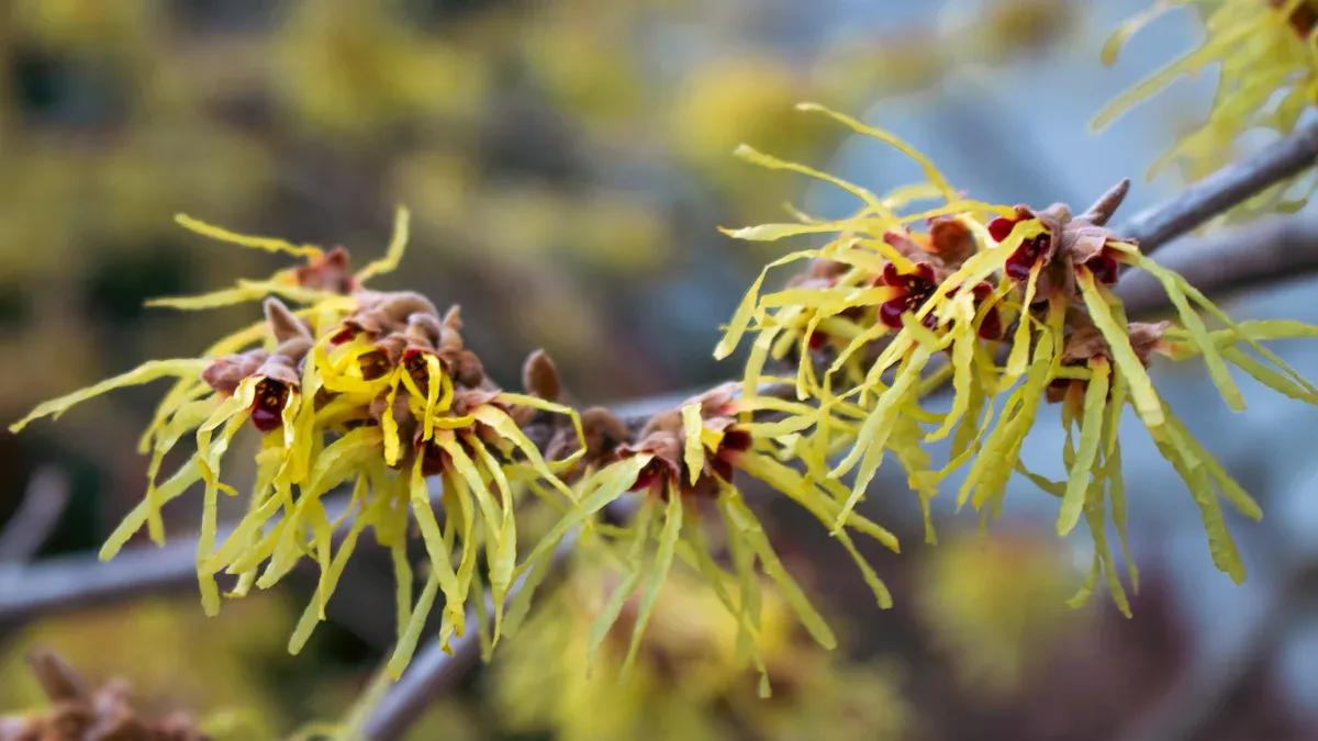 American Witch Hazel Characteristics