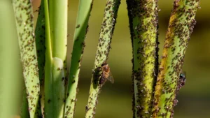 Identifying and Treating Common Lantana Plant Diseases: A Gardener’s Guide