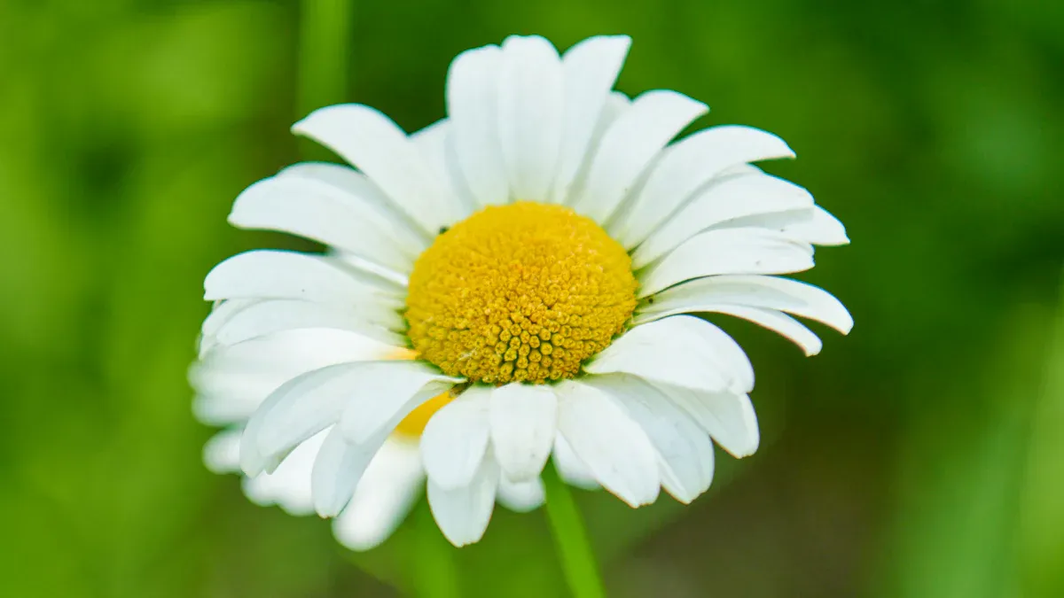 Common Daisy Plant Diseases: How to Identify and Treat for Healthy Flowers