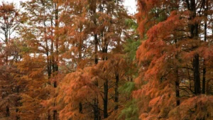 8 Different Types of Cypress Trees