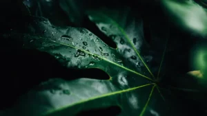 Shrubs And Bushes That Grow In The Shade: Shade Plants