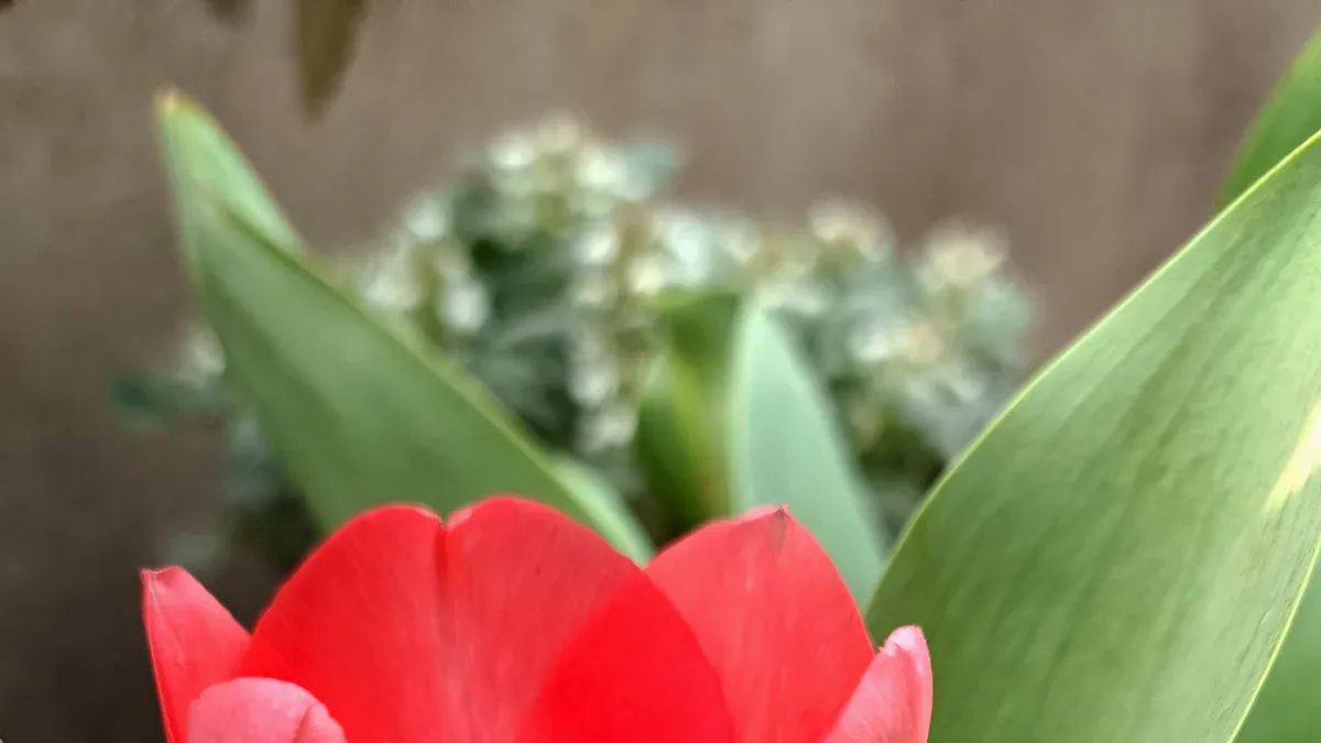 Caring for Bulbs in Pots