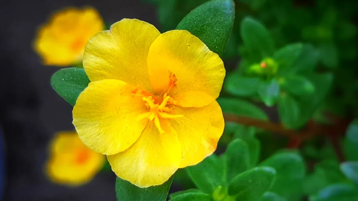 What Are the Different Types of Purslane Plant?