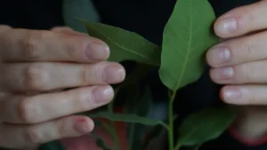 How to Propagate Bay Plant