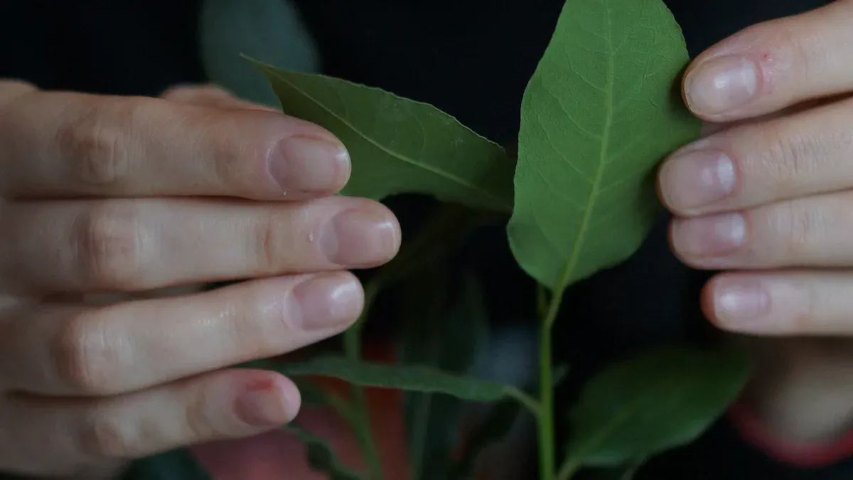 How to Propagate Bay Plant