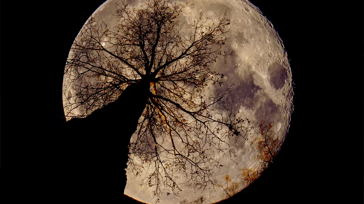 New Moon: Best Times to Harvest