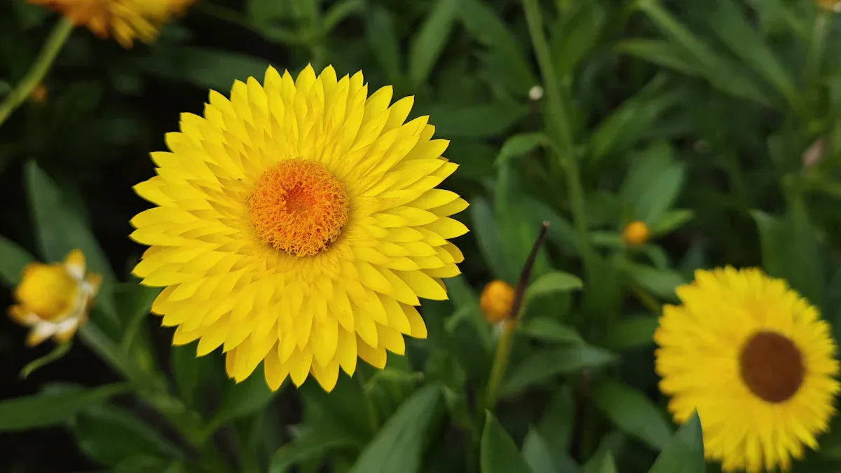 How Tall Does a Helichrysum Plant Grow?