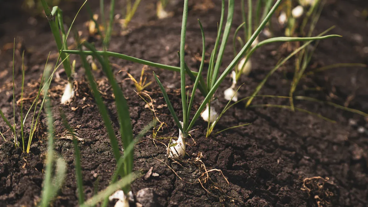 Diagnosing Issues to Save a Dying Onion Plant