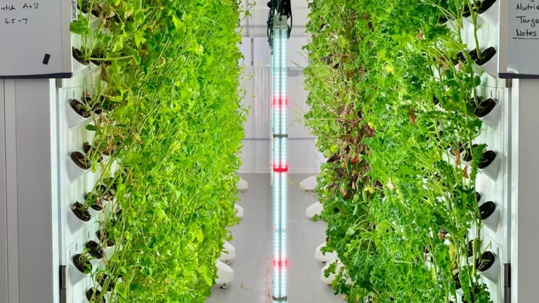 Common Hydroponic Problems and How to Fix Them