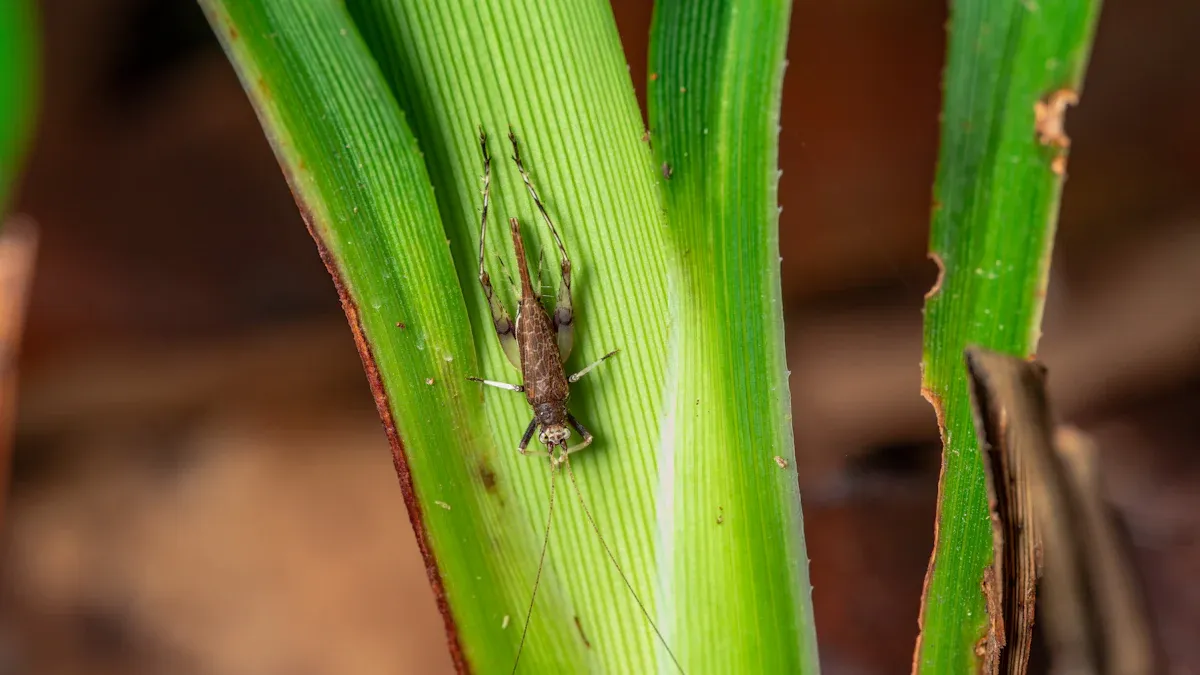 Pest Damage Signs