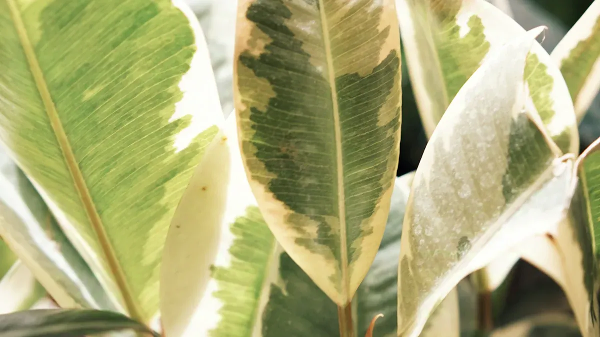 Popular Types of Ficus for Indoors