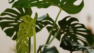 How to Get Rid of Spider Mites in Monstera Deliciosa Plant