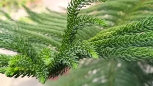Rescue Your Norfolk Pine Plant: How to Save a Dying Norfolk Pine Effectively
