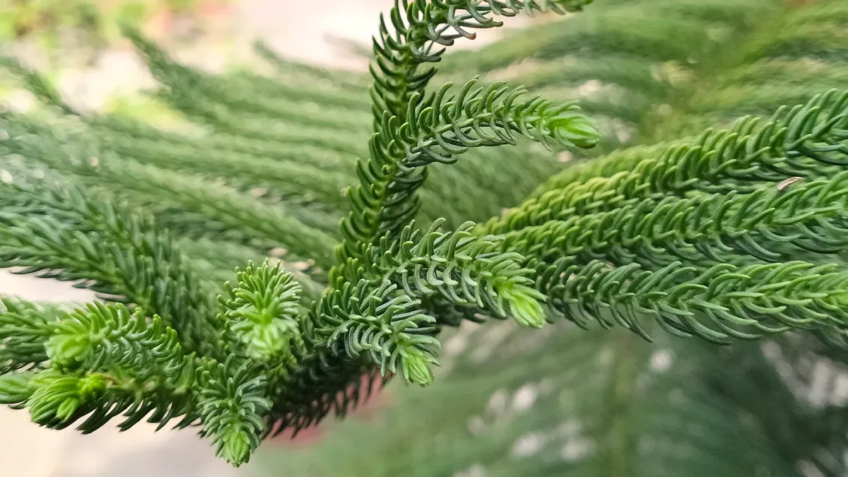 Rescue Your Norfolk Pine Plant: How to Save a Dying Norfolk Pine Effectively