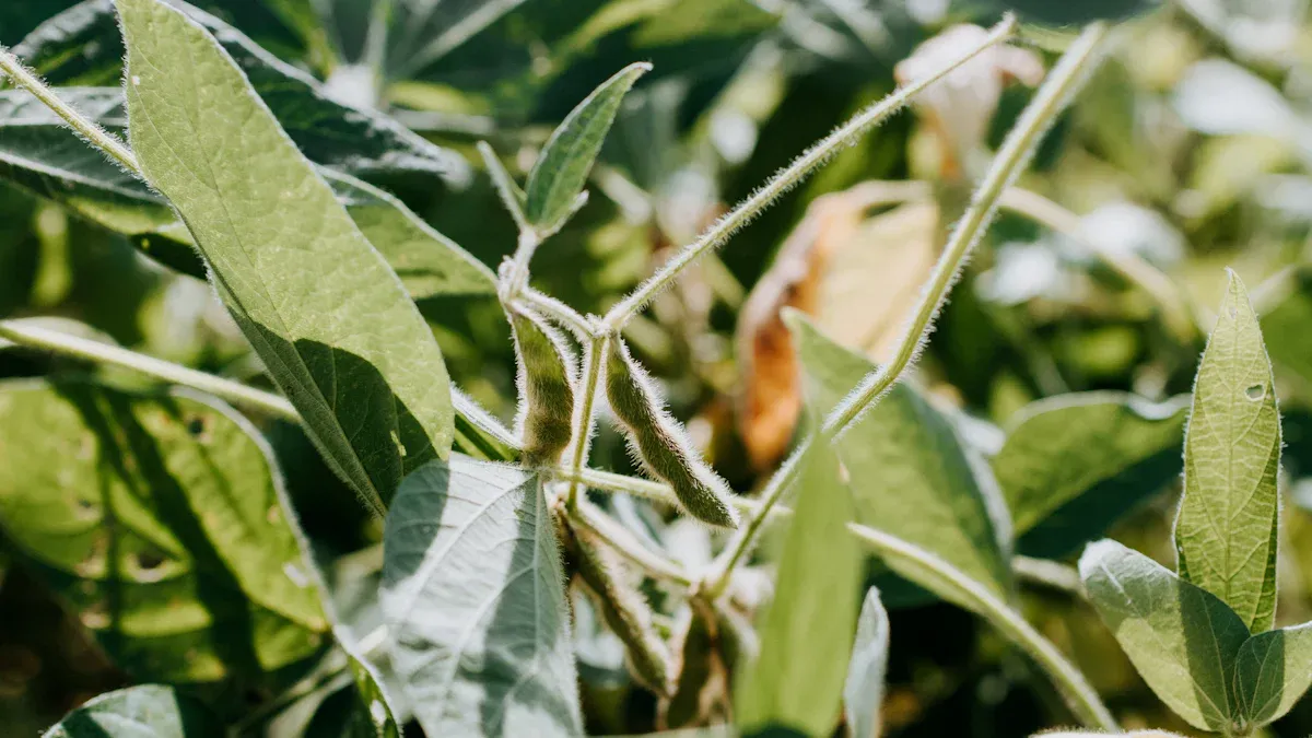 Treatment for Money Plant Diseases