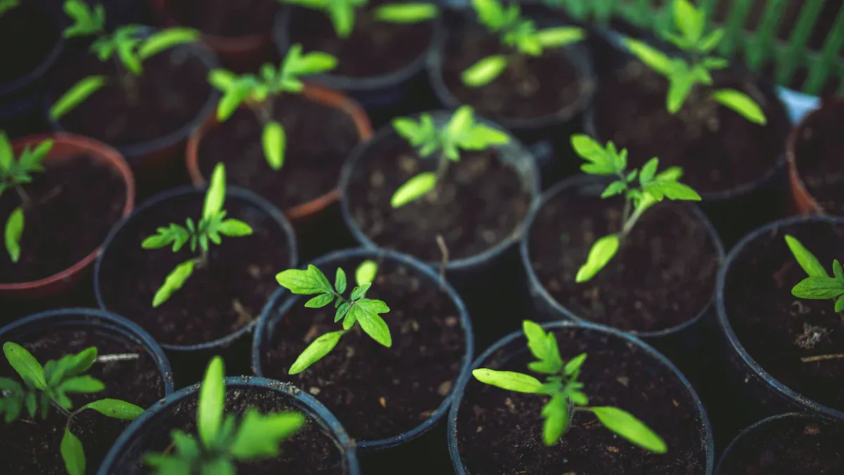 Sweet Pea Plant Grow: Seedlings