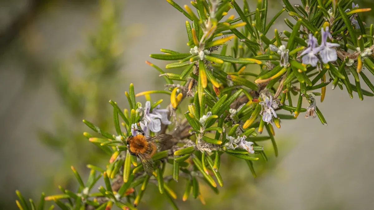 Common Rosemary Pests