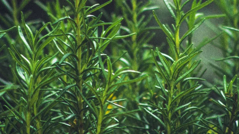 Different Types of Rosemary Plants: Varieties & Care