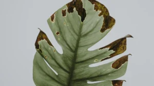 Why Is My Oregano Plant Dying? Causes and Solutions for Healthy Herb Growth