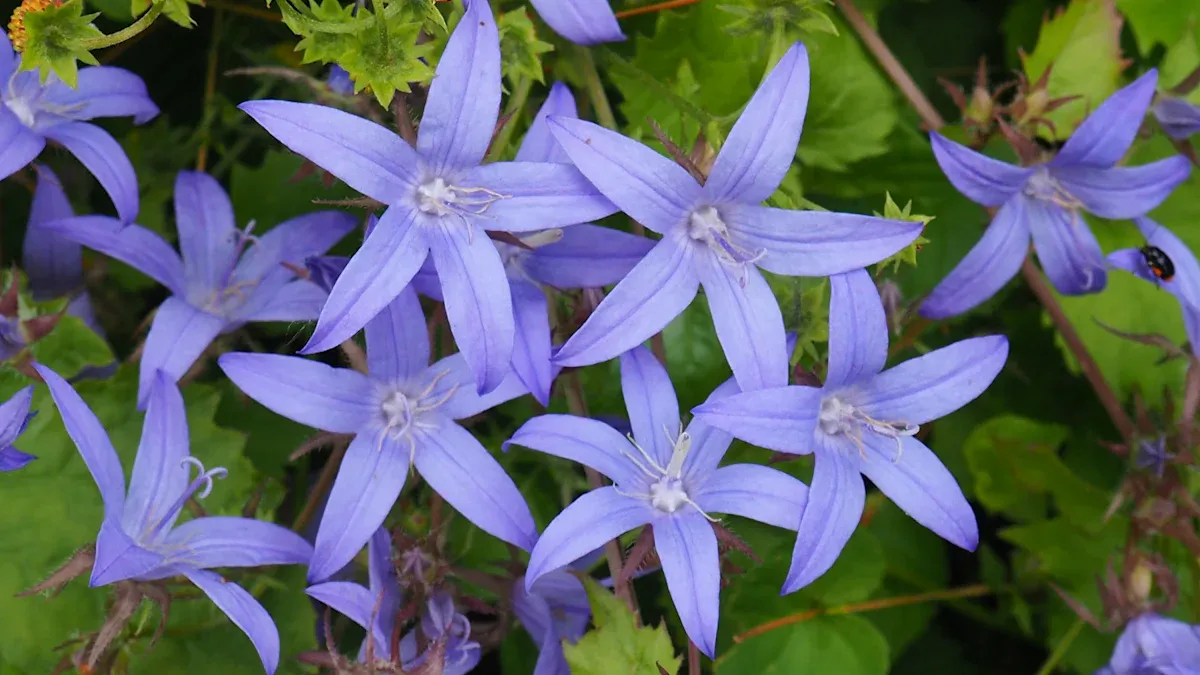 Blue Star Plant Requirements