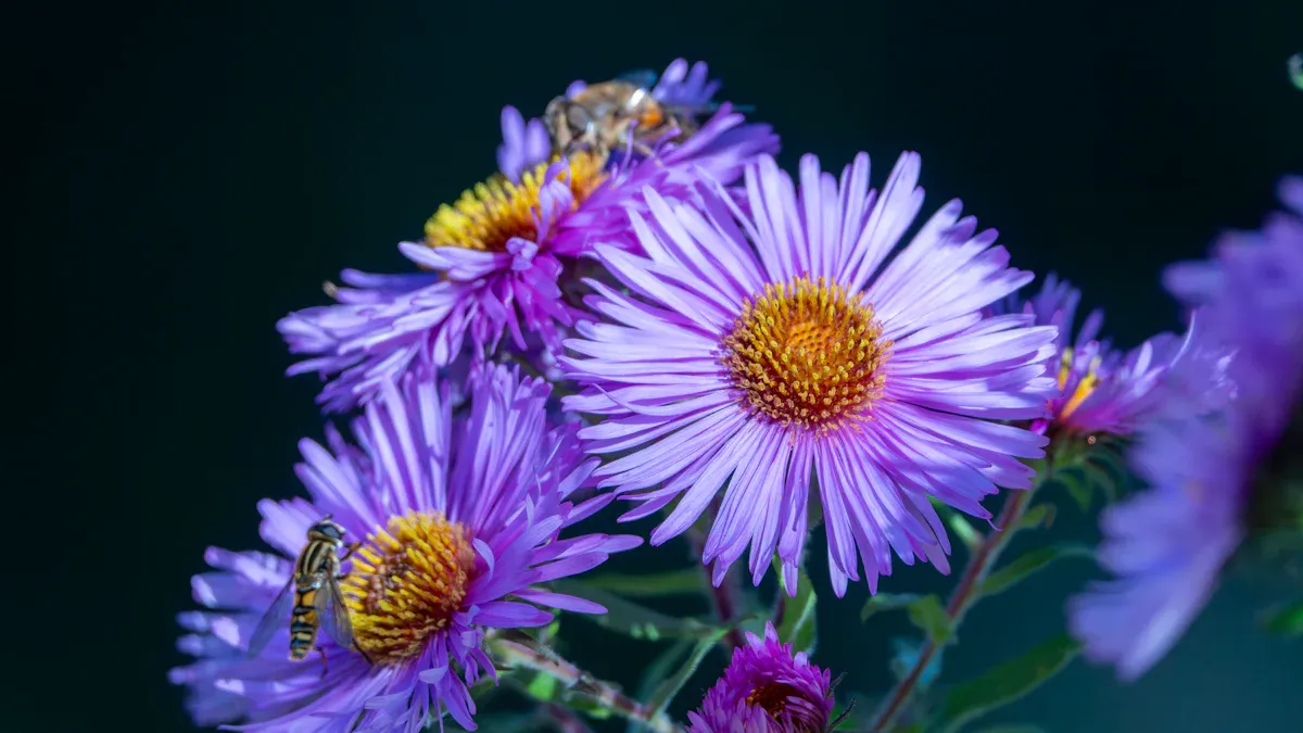 Common New England Aster Perennial Pests: Aster Novae-Angliae Care Tips