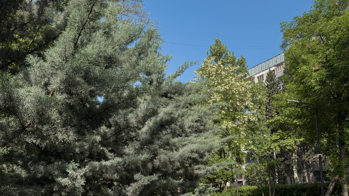 Signs of Water Needs